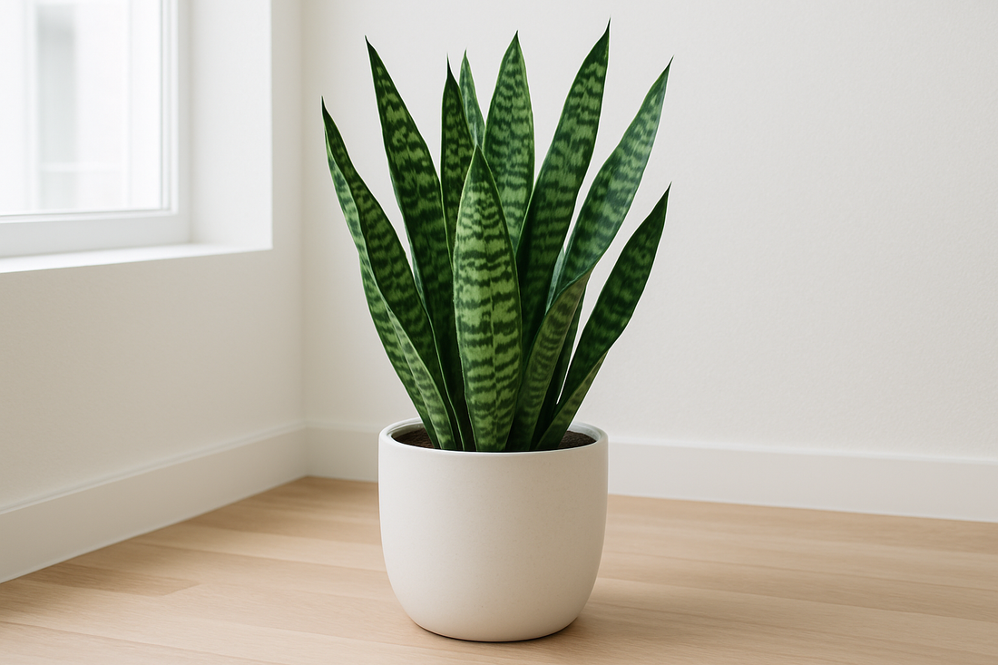 Las 10 mejores plantas de interior resistentes y decorativas | Guía Blumin