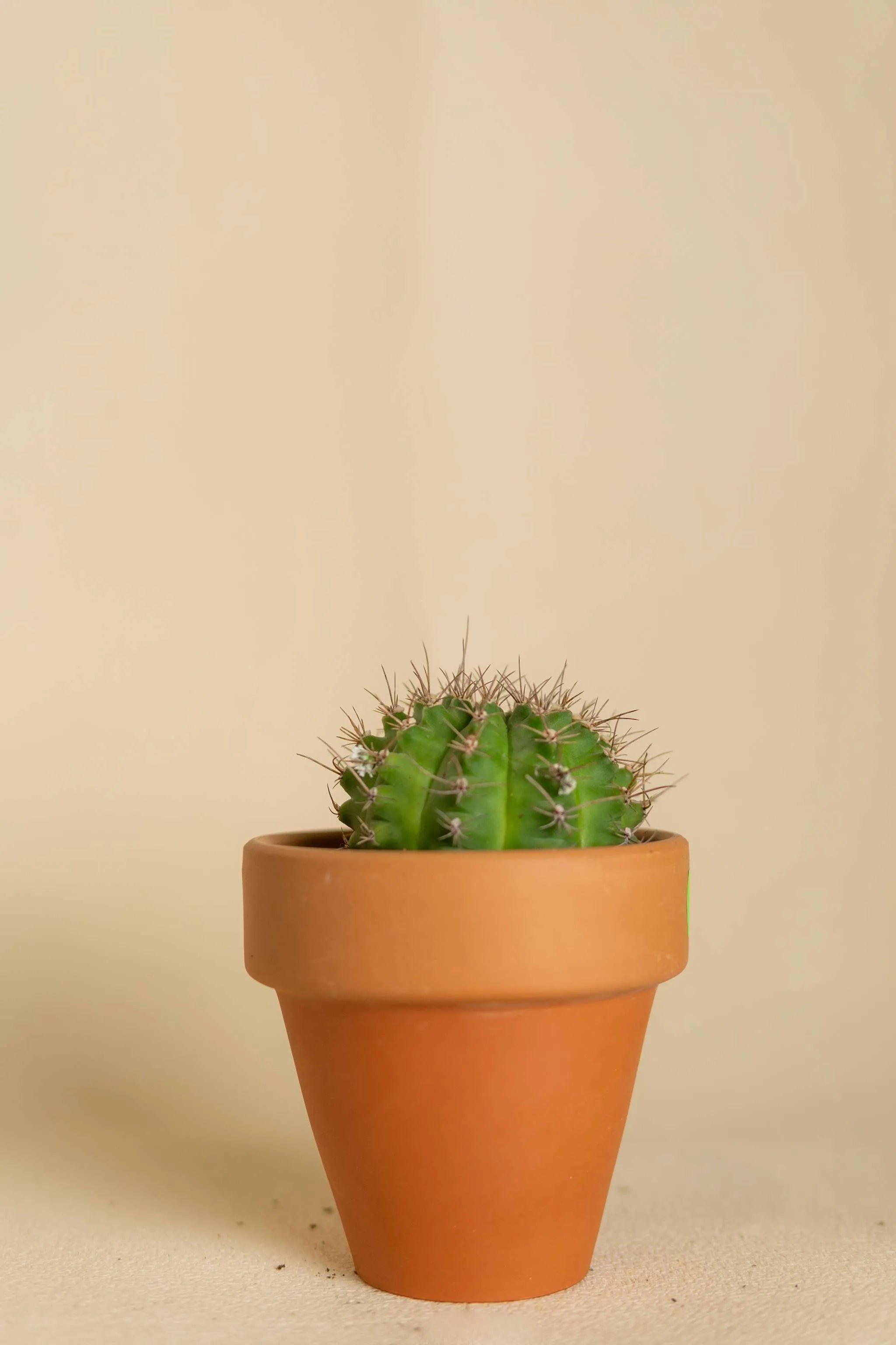 Cactus Asiento de Suegra