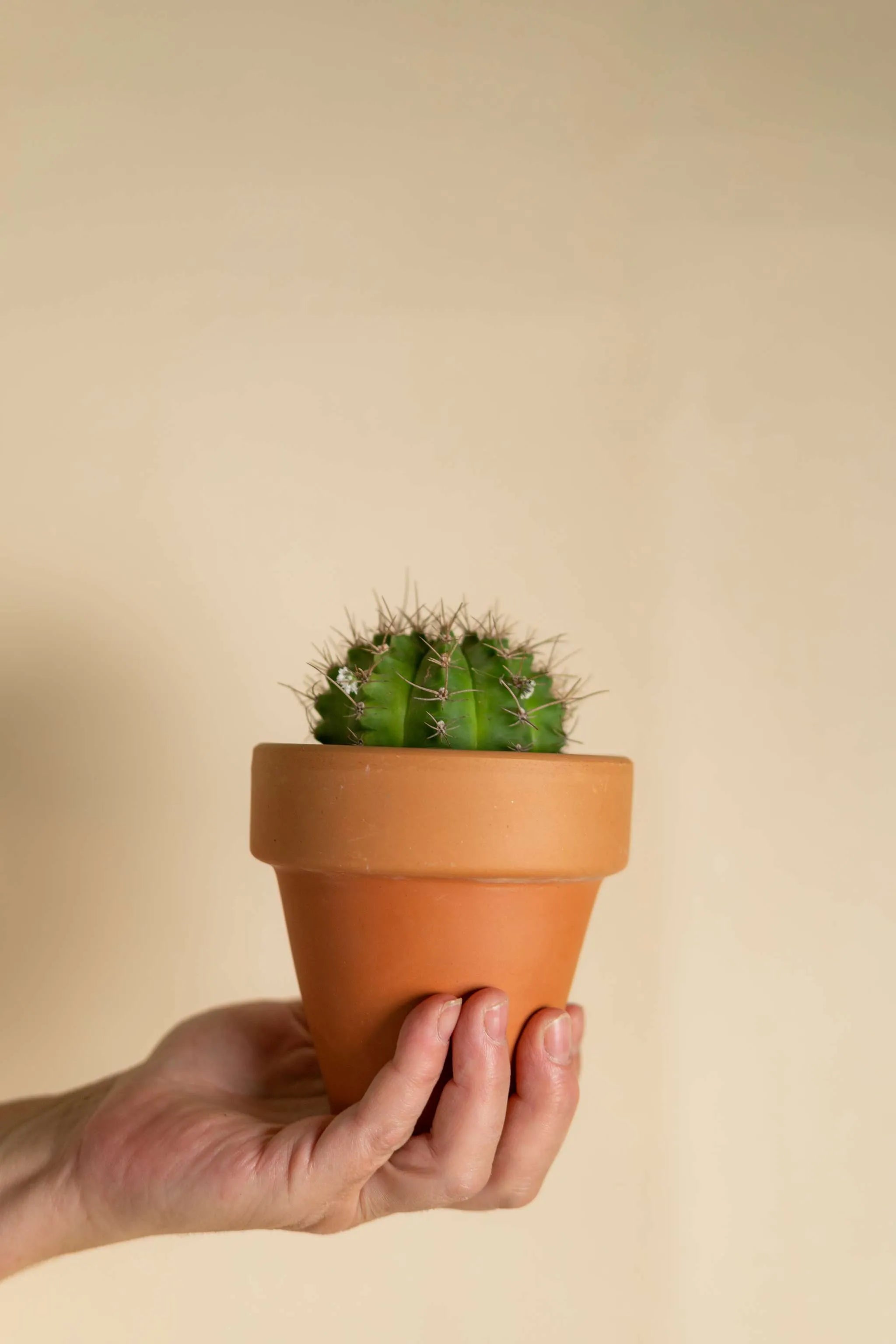 Cactus Asiento de Suegra