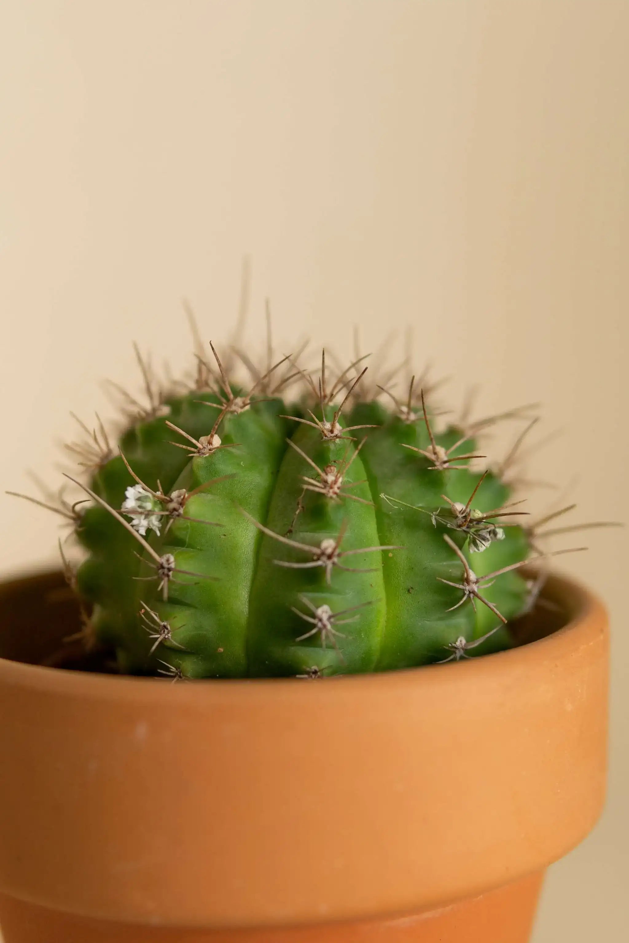 Cactus Asiento de Suegra