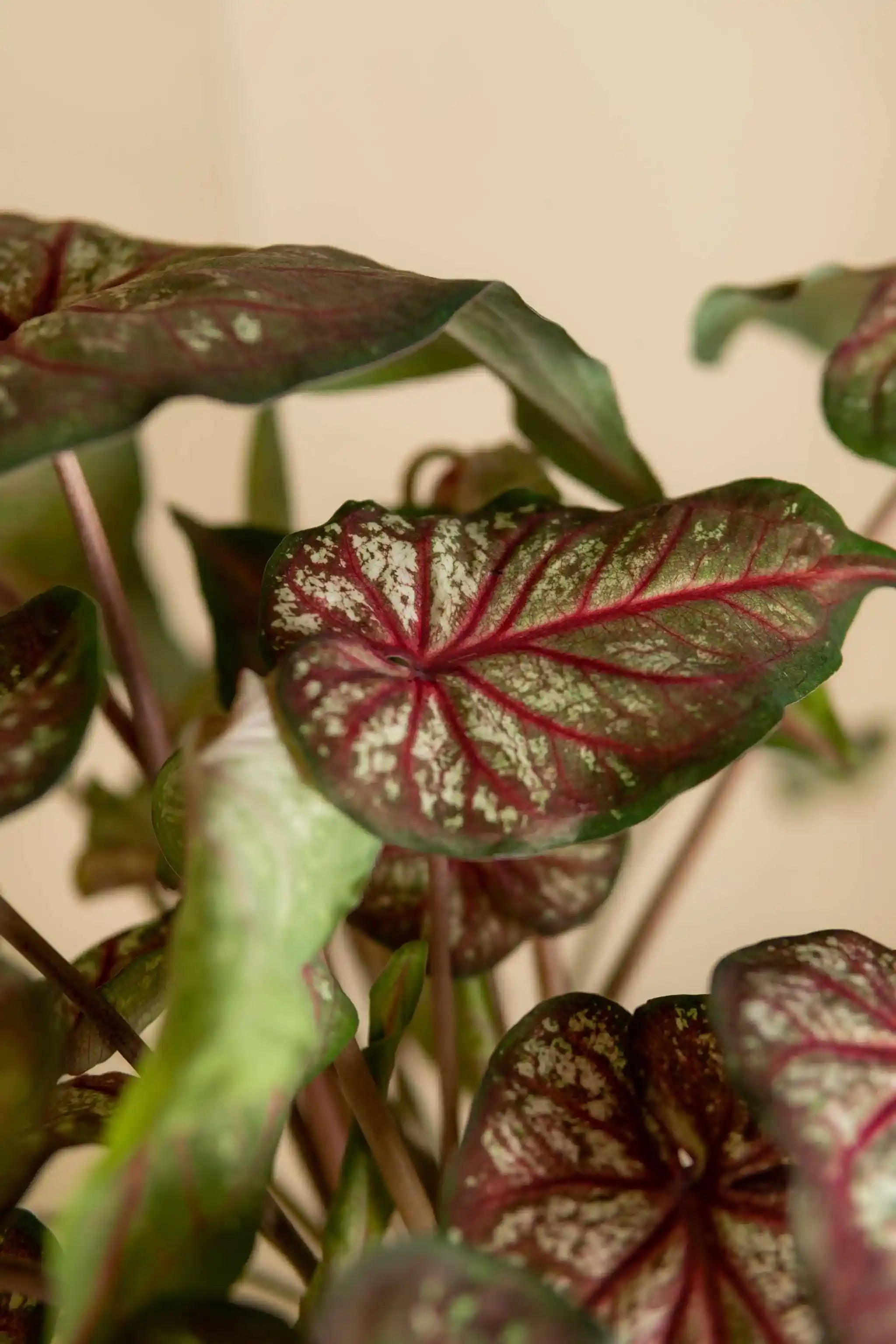 Caladium Medium