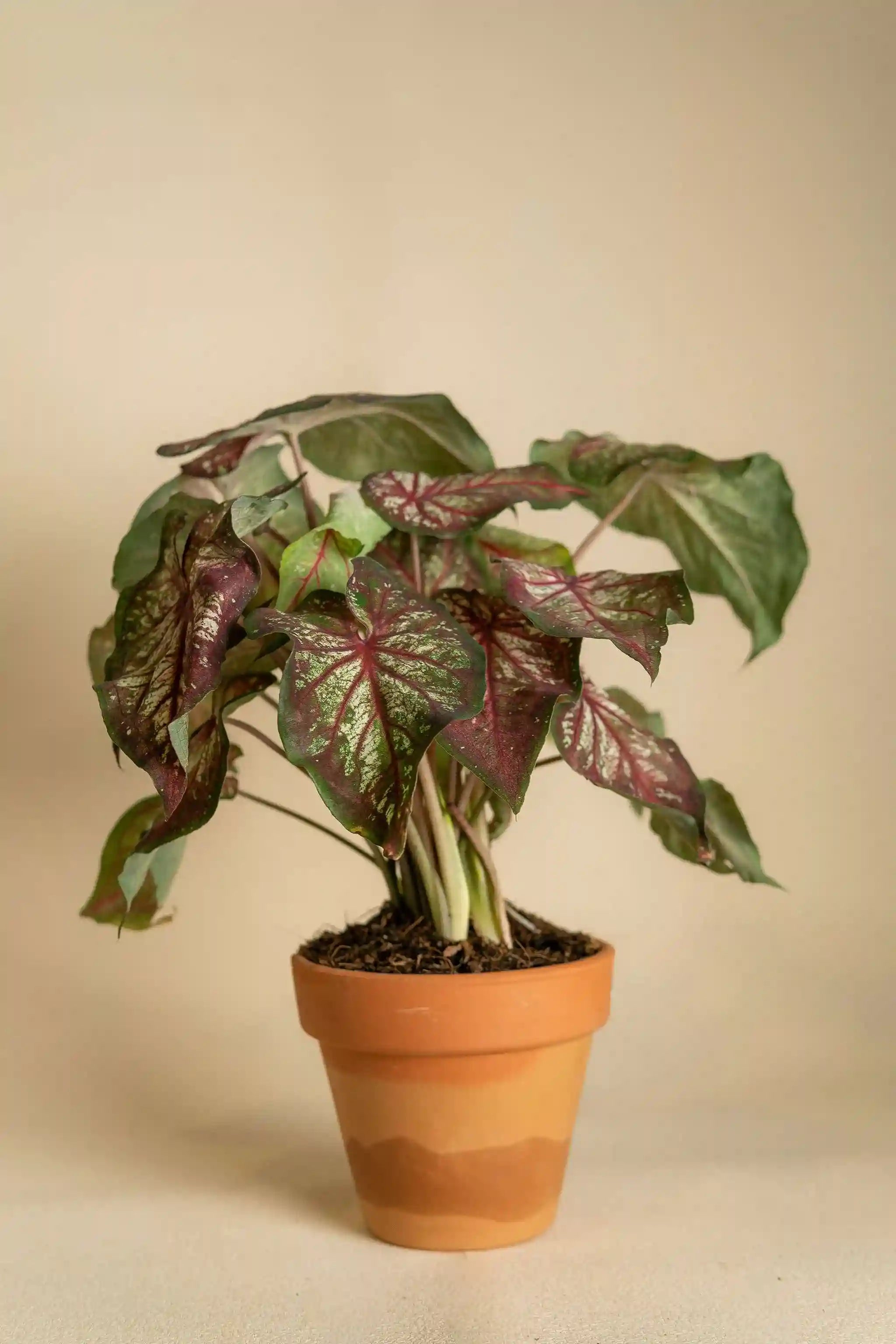 Caladium Medium