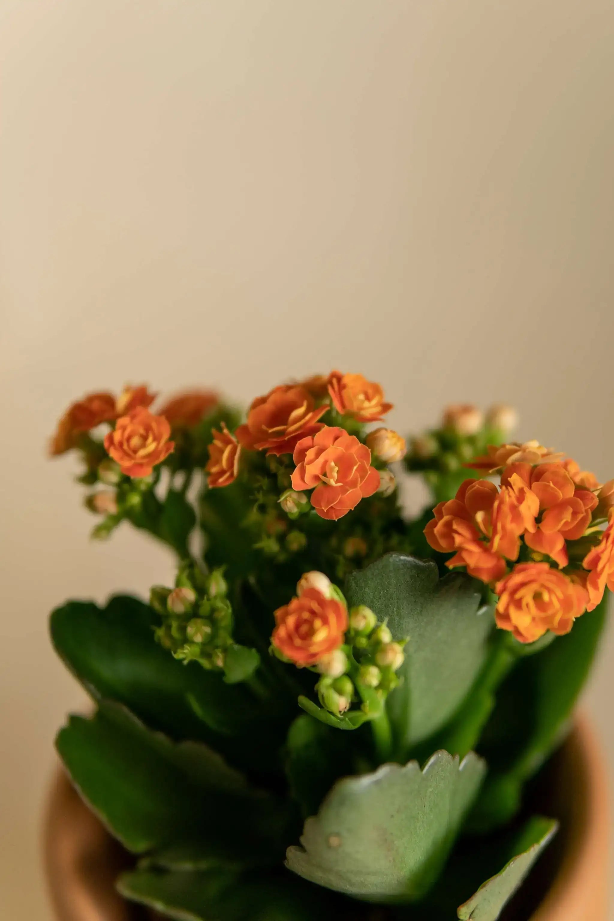 Kalanchoe Orange
