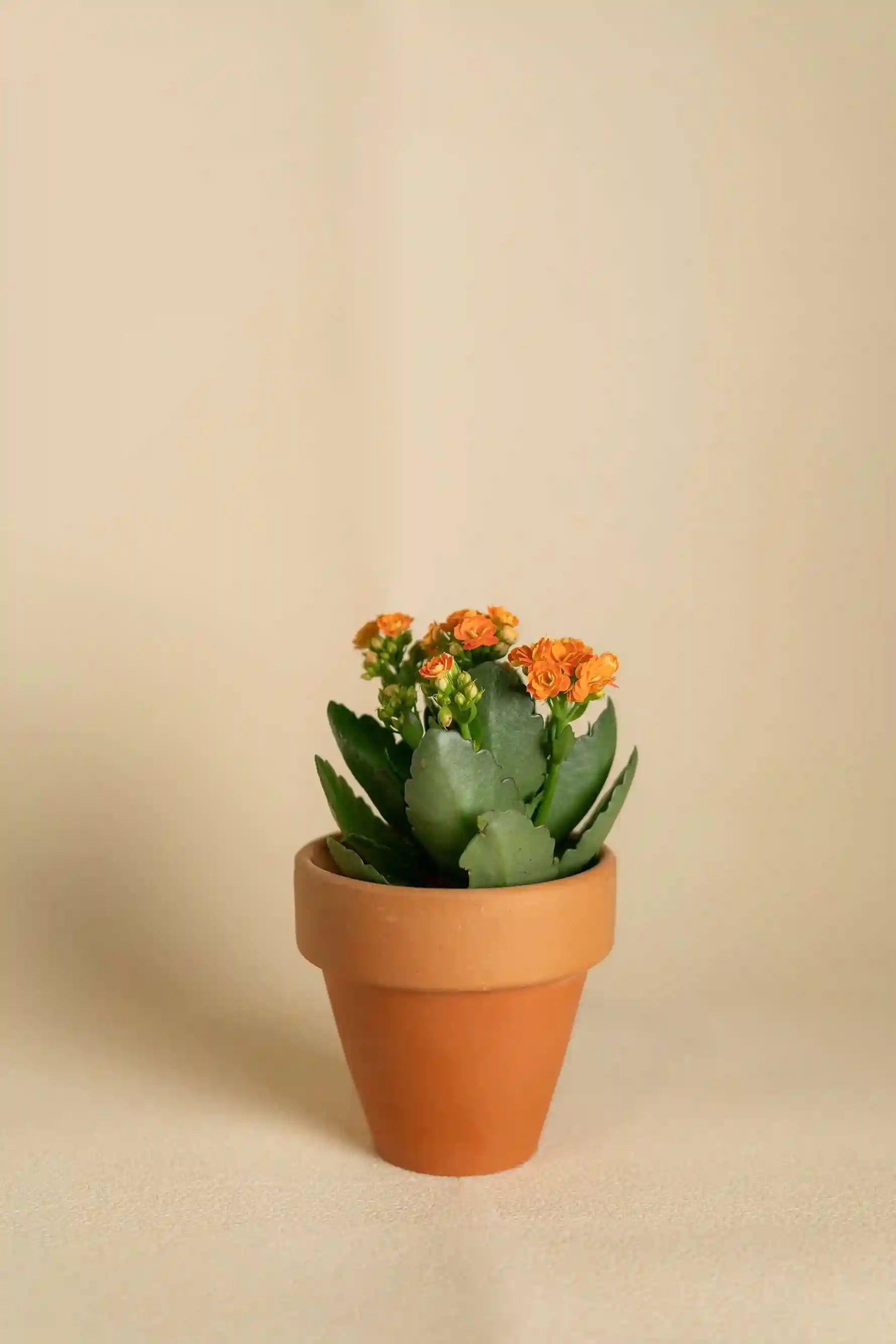 Kalanchoe Orange