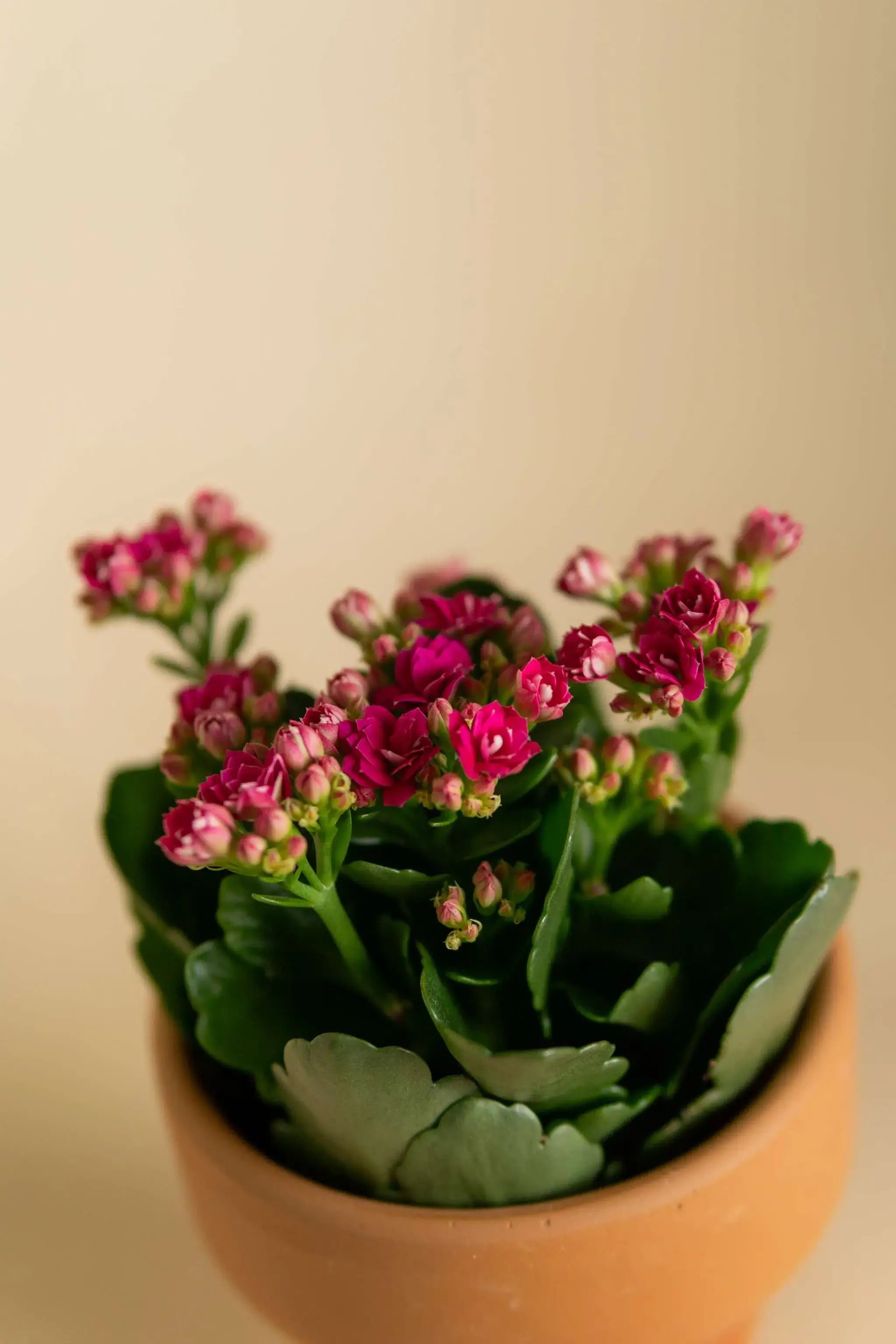 Kalanchoe Pink