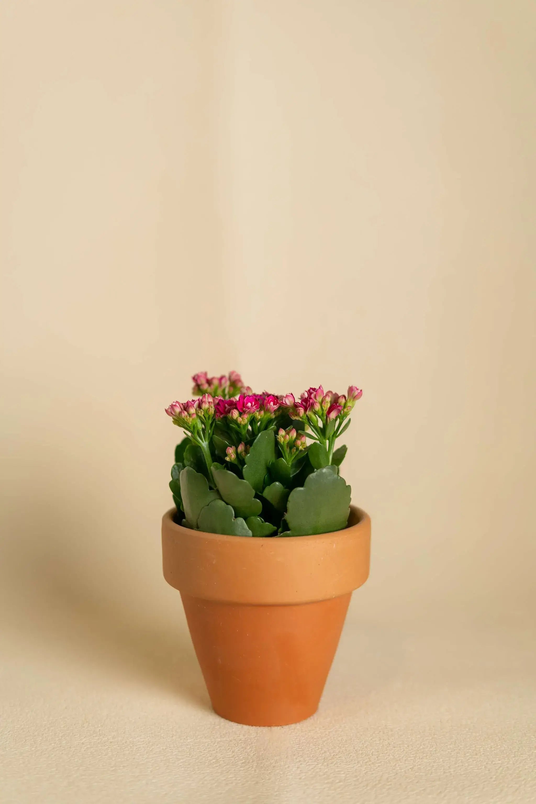 Kalanchoe Pink
