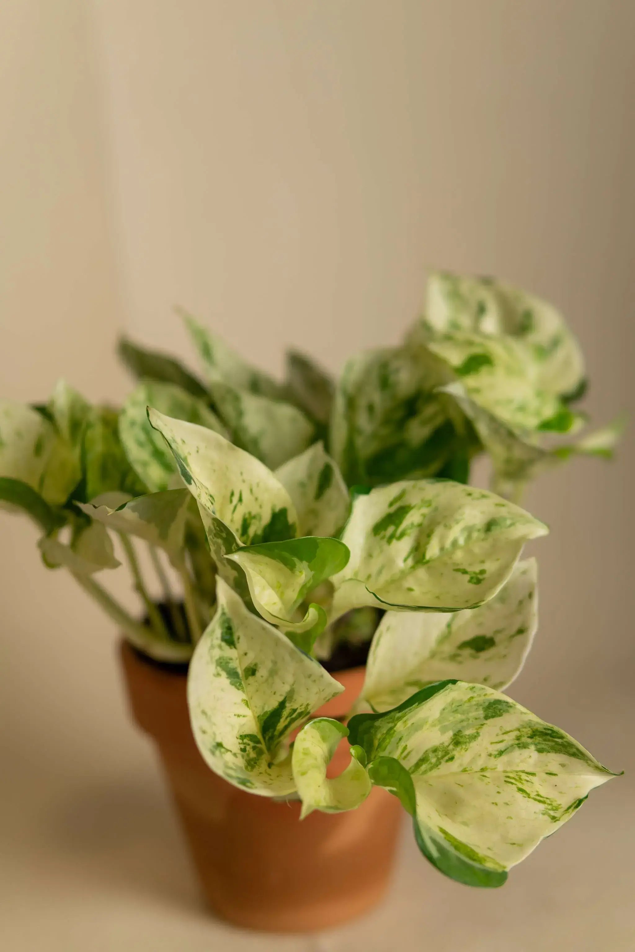 Photo Variegado Mini