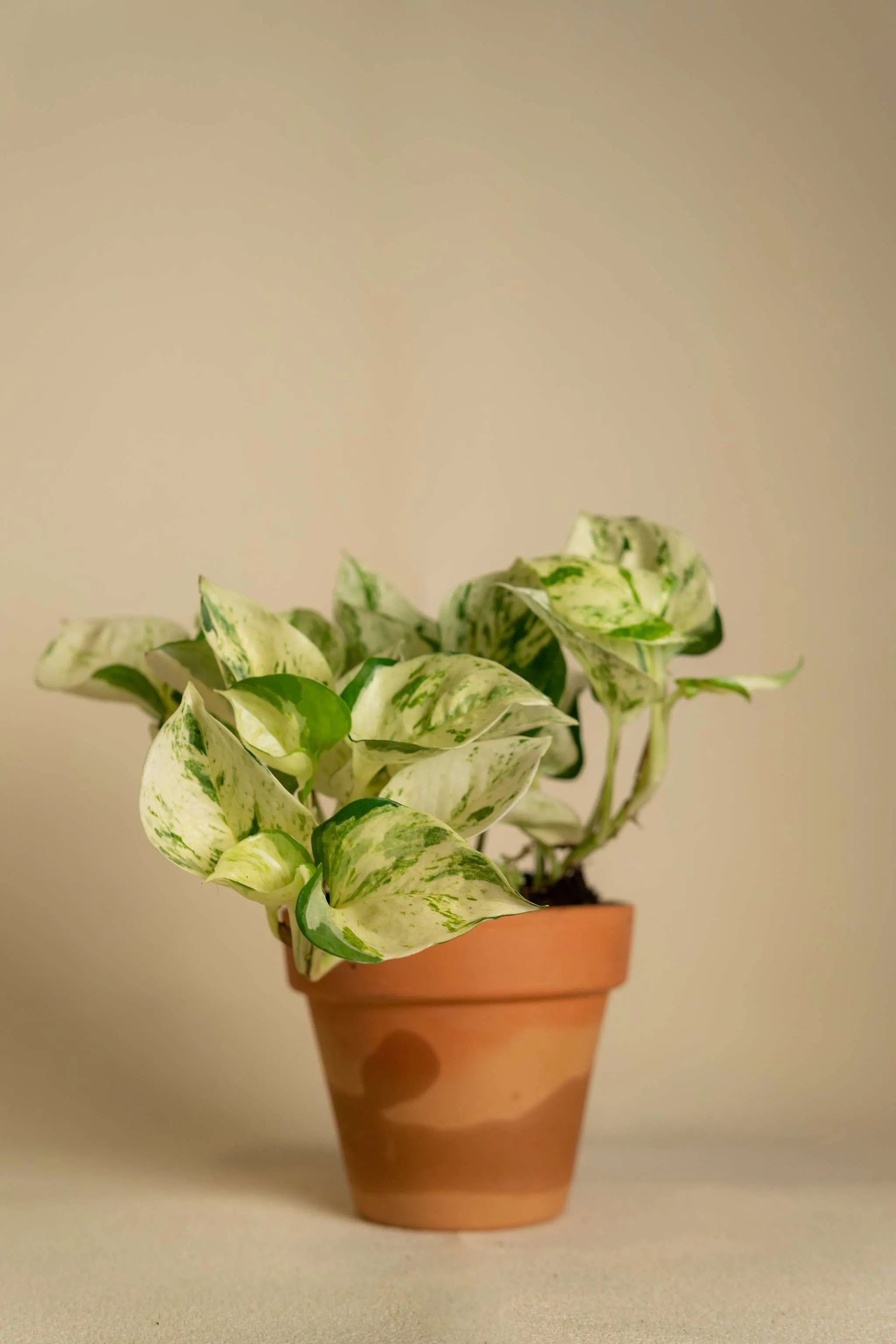 Photo Variegado Mini