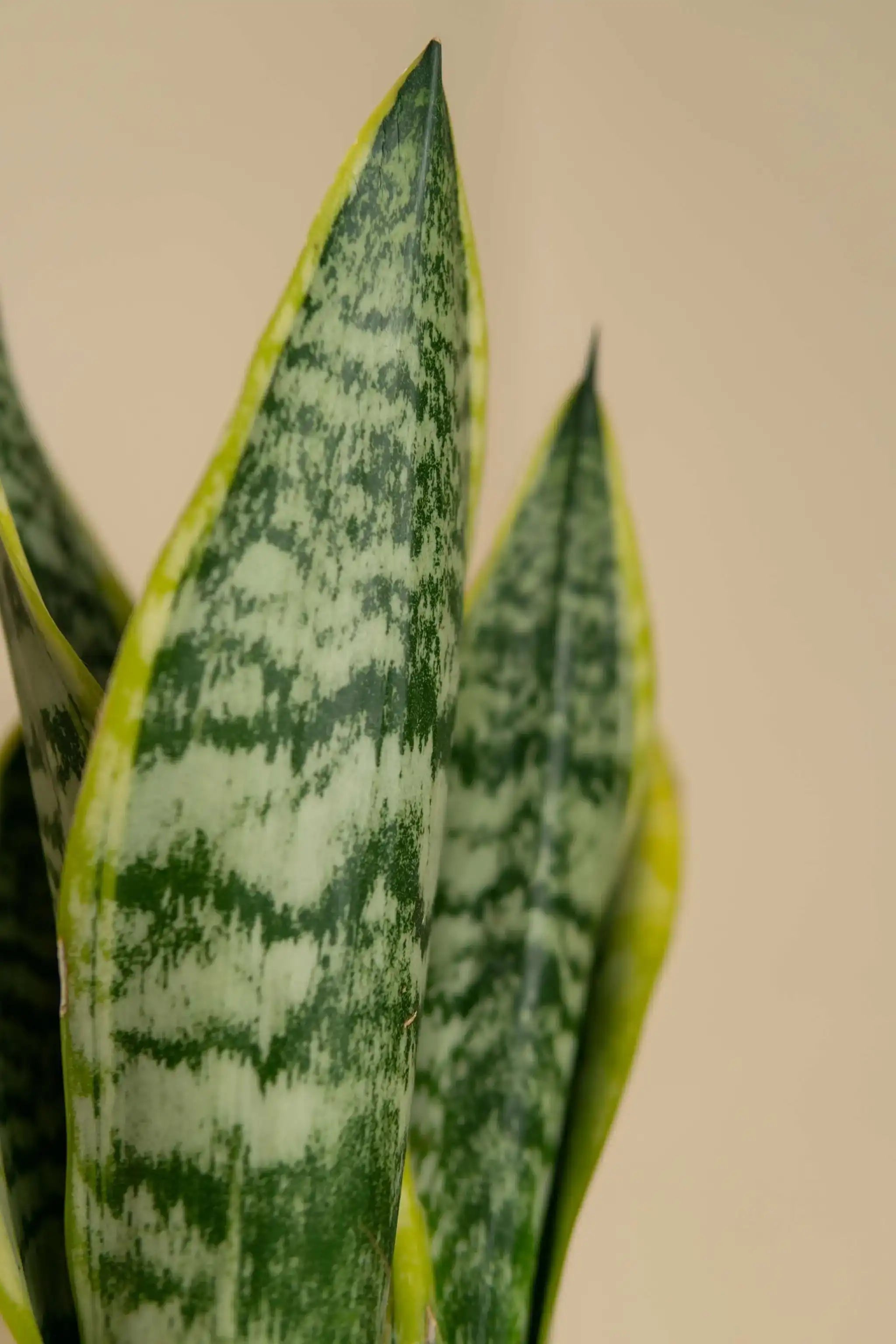 Sansevieria Medium