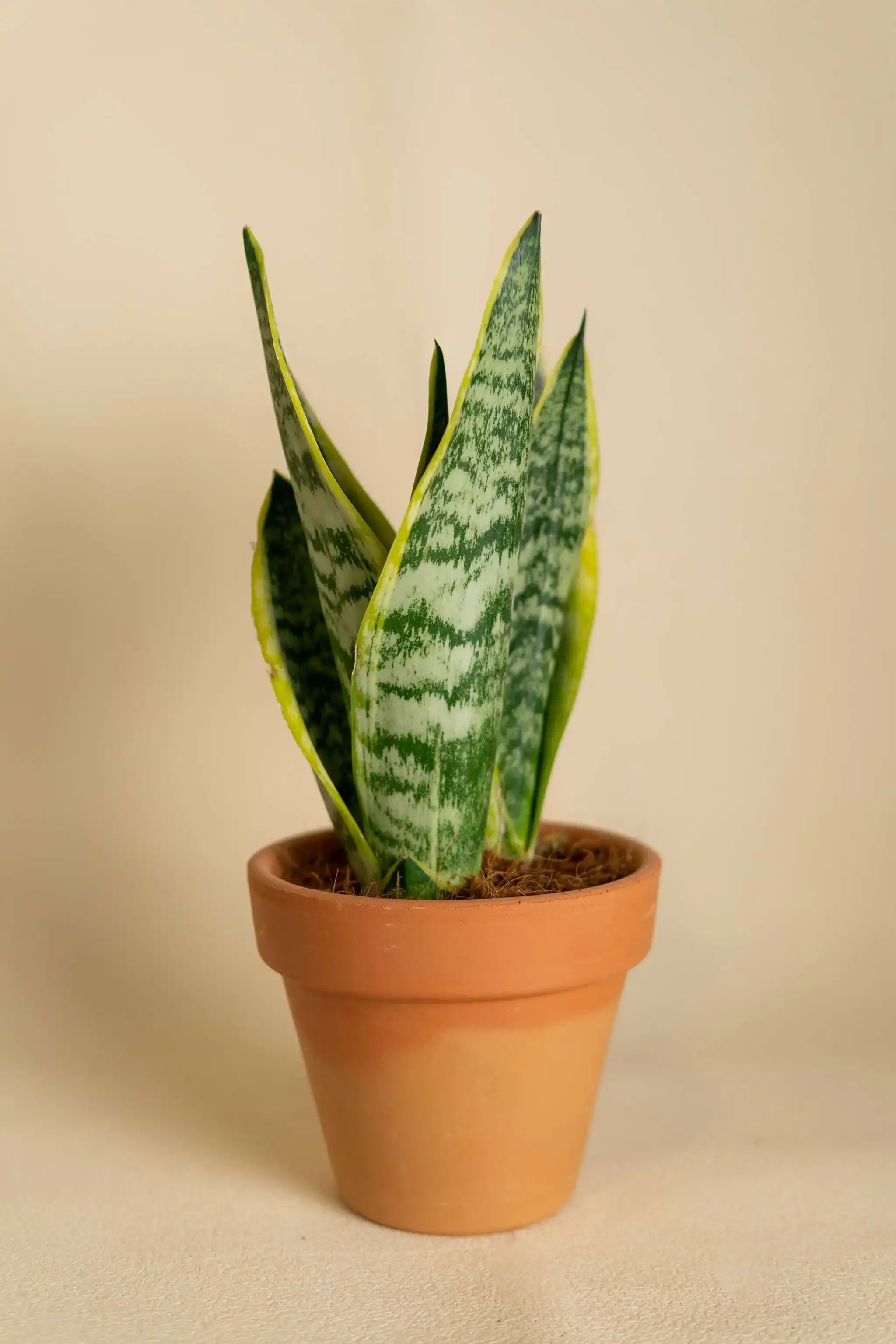 Sansevieria Medium